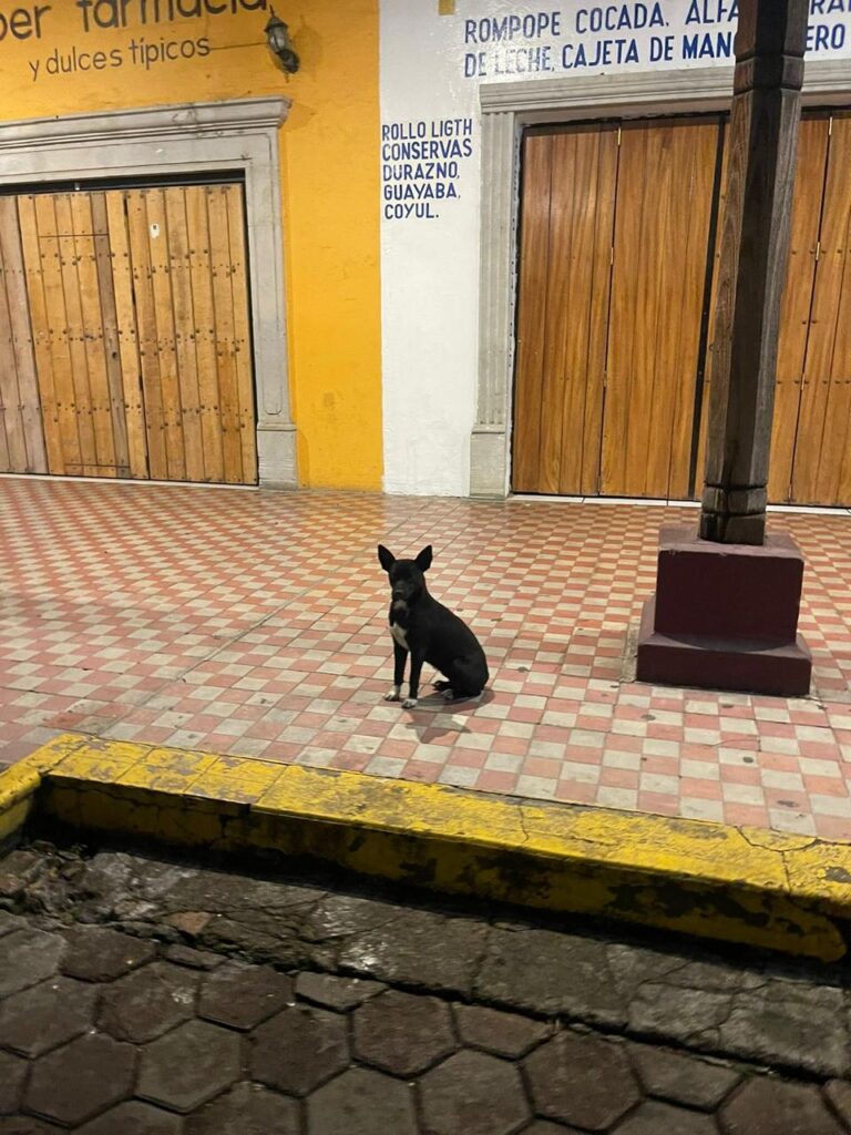 Aparece otro perrito envenenado en Talpa de Allende 