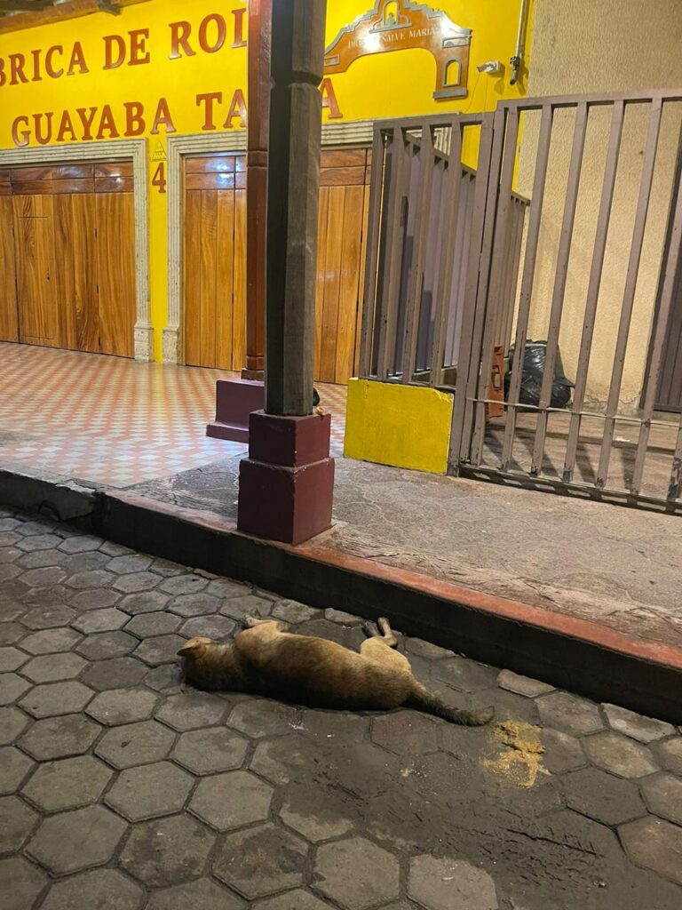 Aparece otro perrito envenenado en Talpa de Allende 