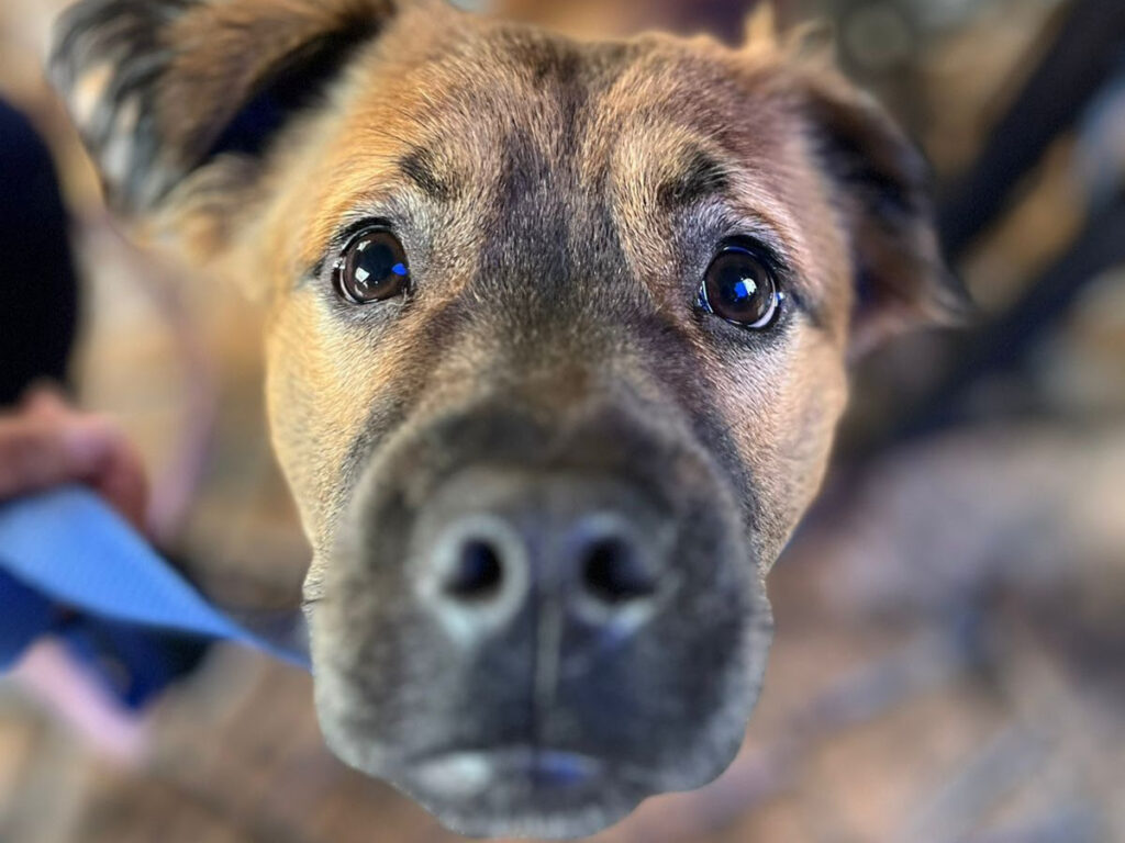 Millones de “mascotas de pandemia” en la mediana edad