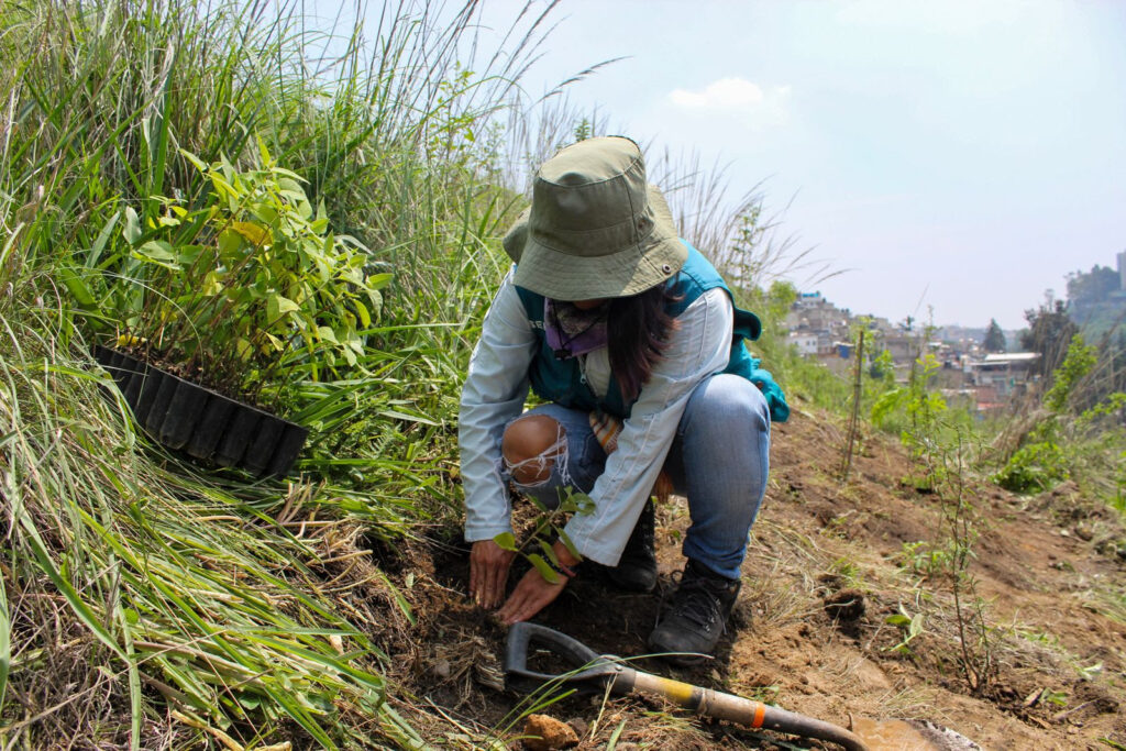 Iniciarán jornadas de reforestación 