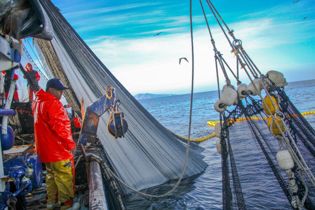 Sardina: producto de mayor consumo per cápita 