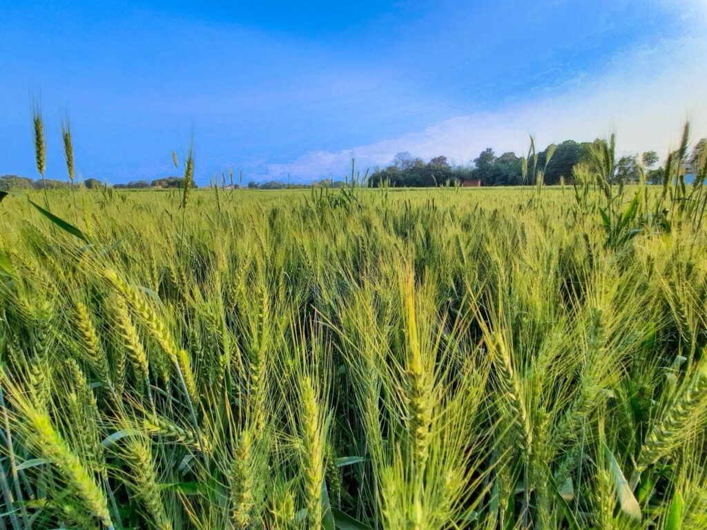 Registra Sonora quiebra de agricultores por bajos precios 