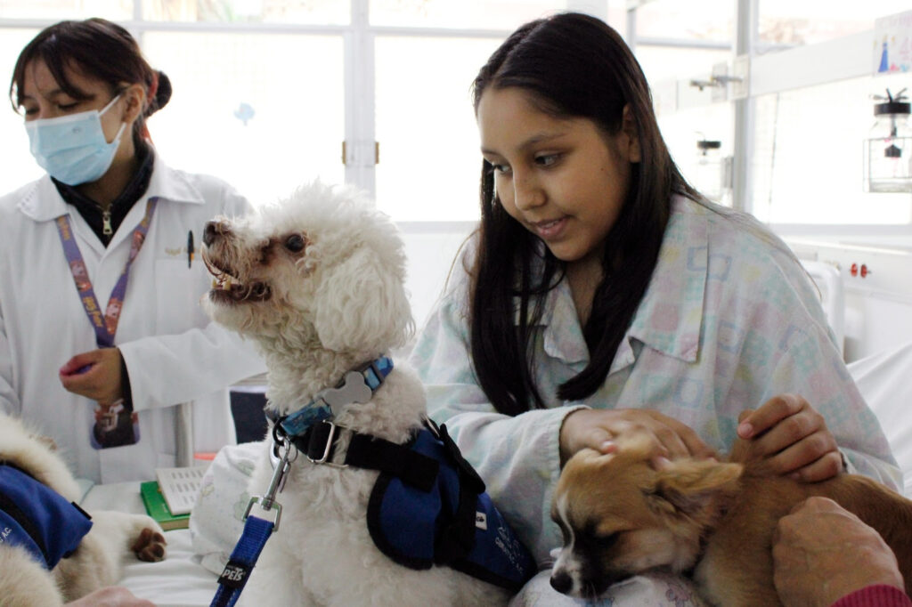 Brindan  36 mil 884 terapias gratuitas asistidas con perros