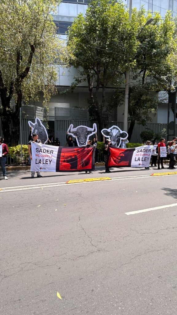 Activistas antitaurinos protestan frente a la Sader 