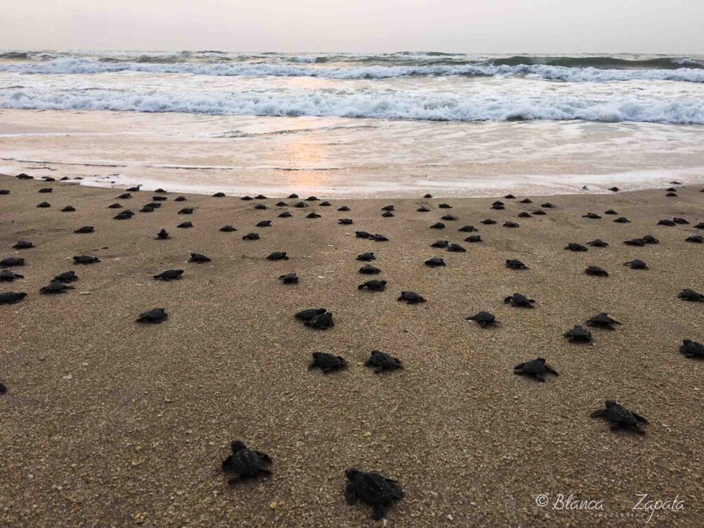 Playa Rancho Nuevo cuenta con Programa de Manejo