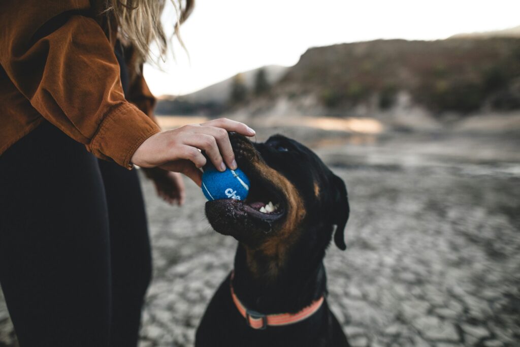 Beneficios del deporte con tu animal de compañía