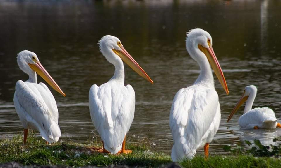 San Juan de Aragón tiene“Guía rápida de aves”