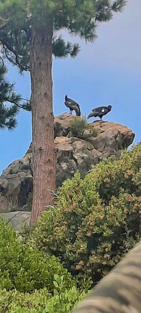 Reintroducen cóndores de California a vida silvestre