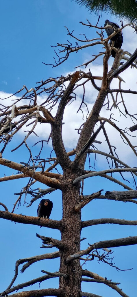 Reintroducen cóndores de California a vida silvestre