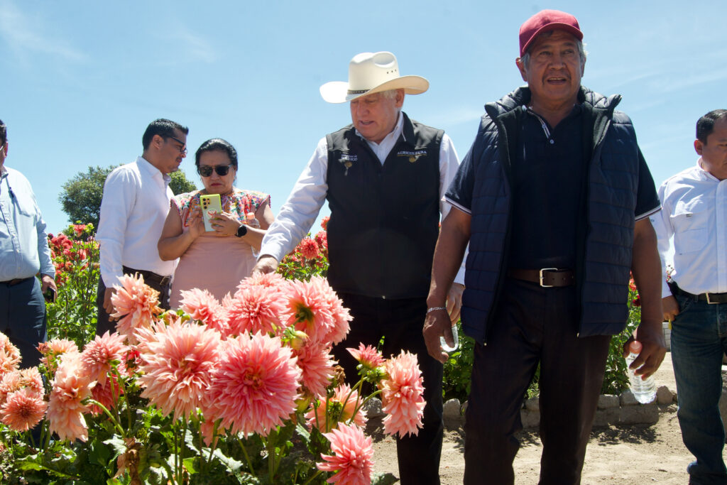 Resaltan valor productivo e histórico de la dalia