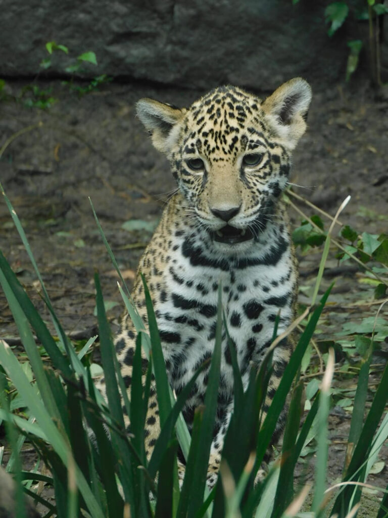 Nombran Meztli -Muun y Kin a cachorros de jaguar 