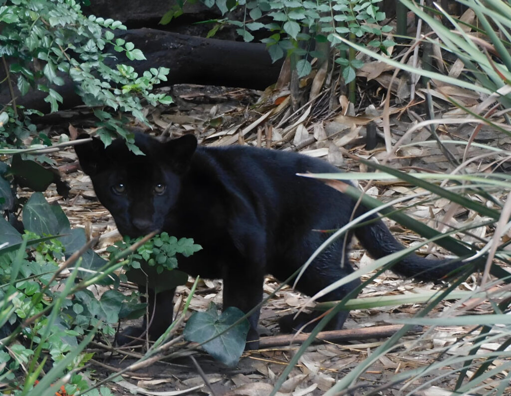 Nombran Meztli -Muun y Kin a cachorros de jaguar 