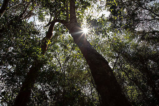 Una gran victoria para la selva maya ¡Xcaret desistió!