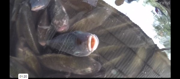 Por primera vez calculan peces matados en México