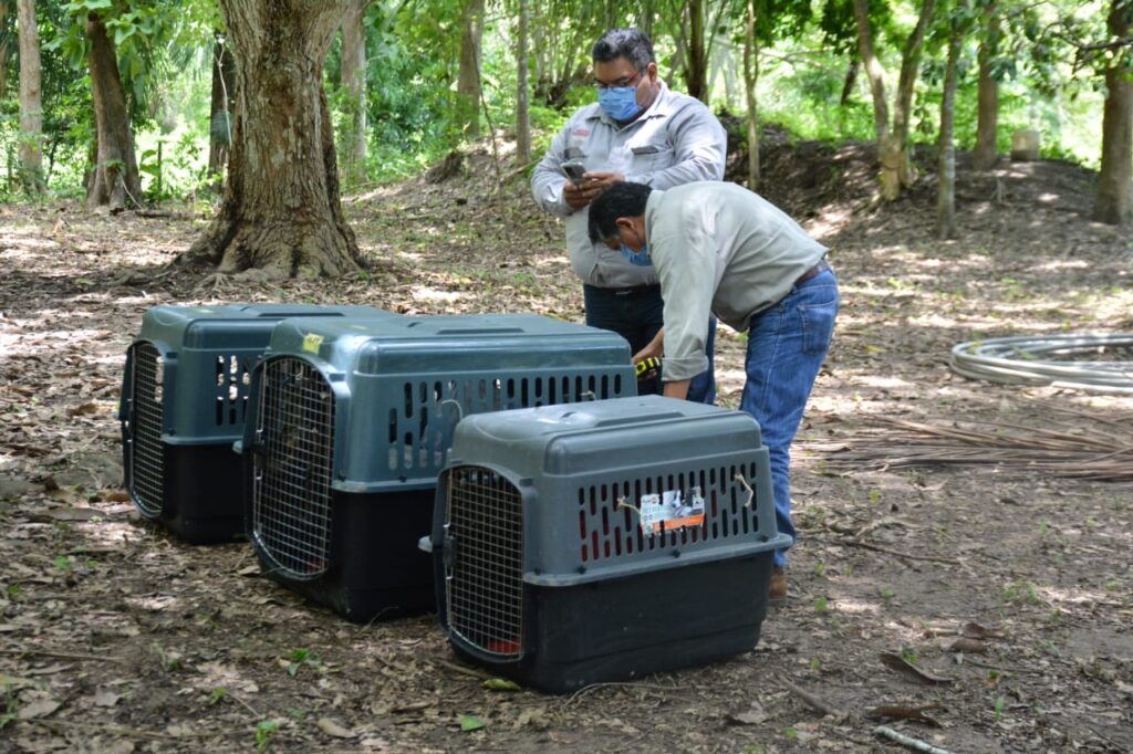 Trasladan a crías de mono saraguato a UMA en Tabasco