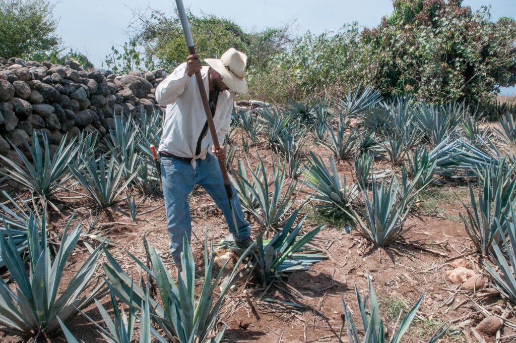 Ampliarán colaboración científica-técnica para el agave