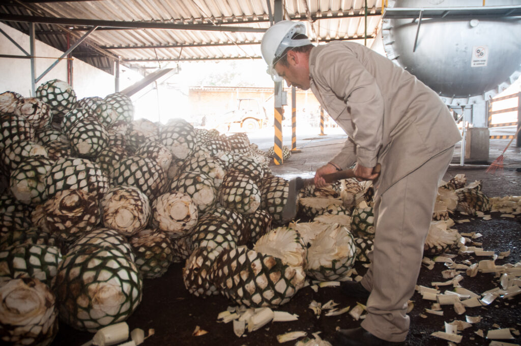 Ampliarán colaboración científica-técnica para el agave