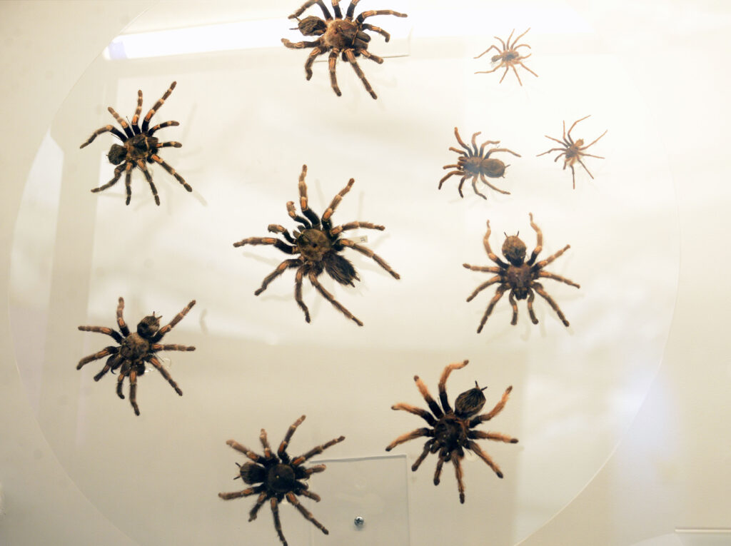 Sin sobresaltos: si ves un alacrán o una araña - Prensa Animal