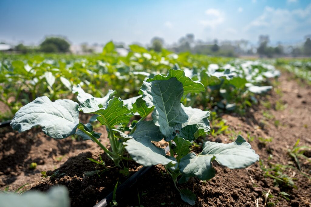 En Chapingo: tecnologías agrícolas de vanguardia 