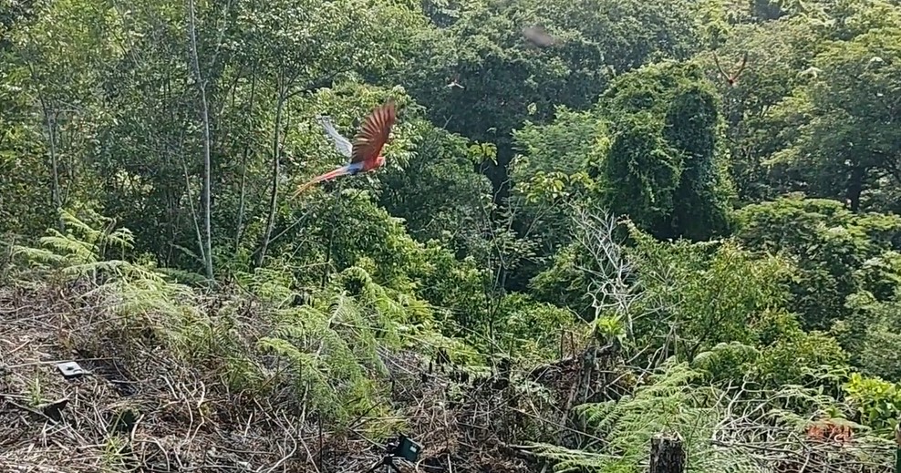 Guacamayas recuperan su libertad en selva guatemalteca