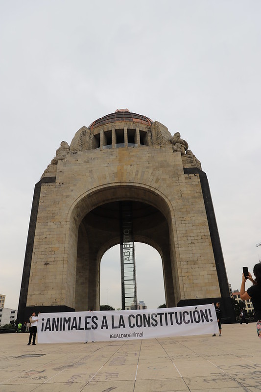 Más de 146 mil personas piden Animales en Constitución