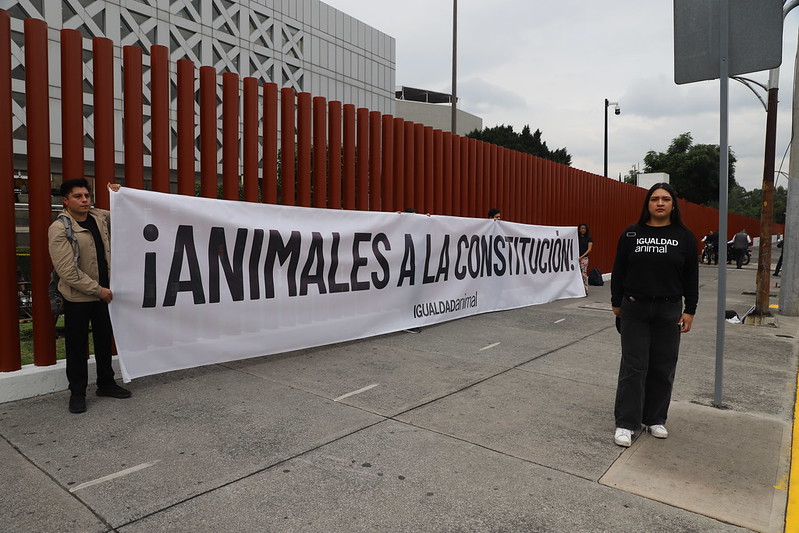 Más de 146 mil personas piden Animales en Constitución