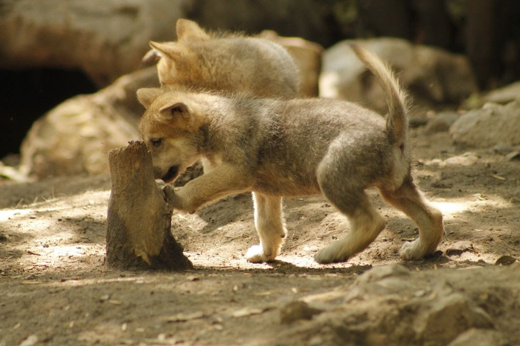 Concurso de dibujo contra extinción del lobo mexicano