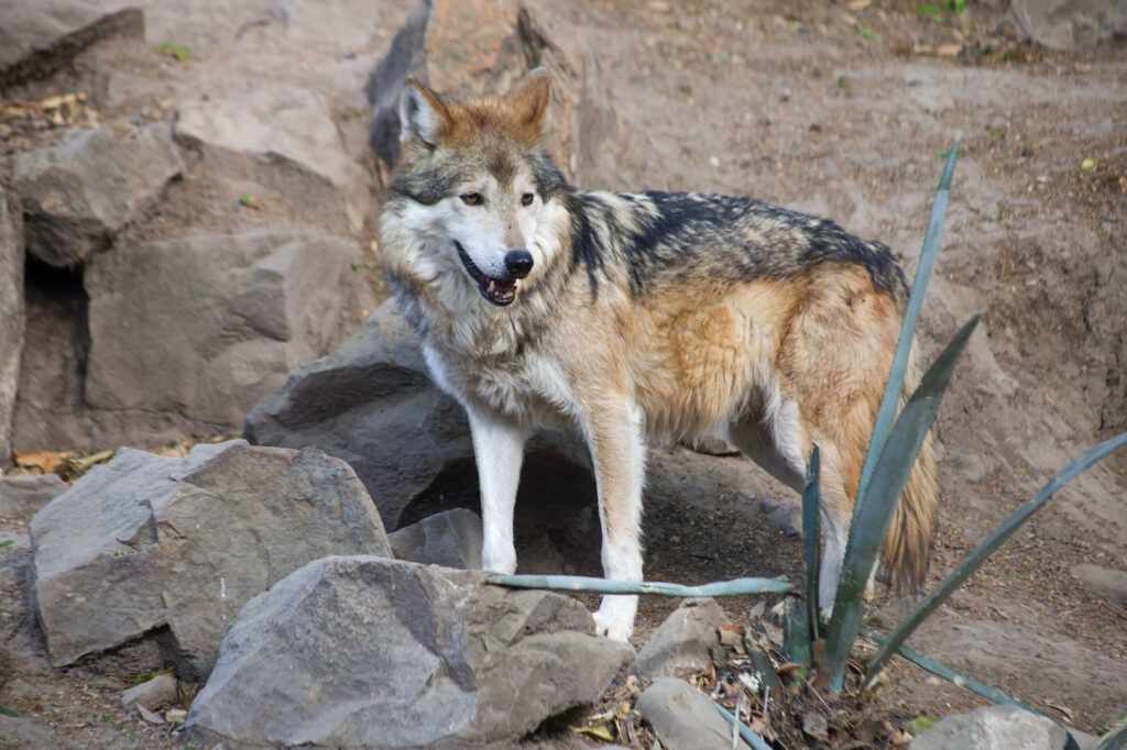 Concurso de dibujo contra extinción del lobo mexicano