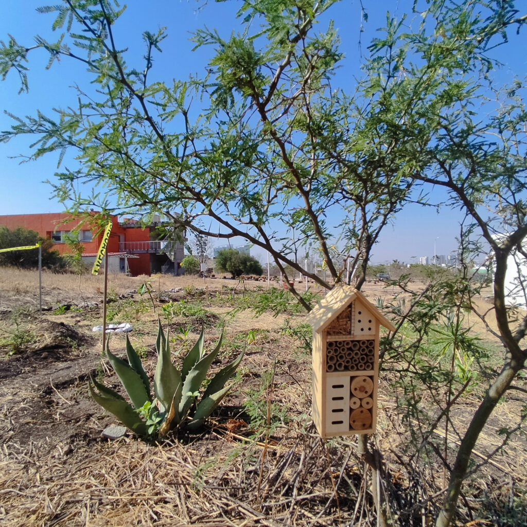 Preparan proyecto de conservación de polinizadores 