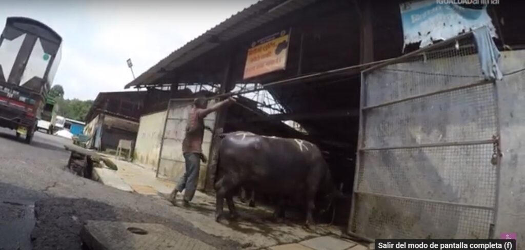 Investigación revela crueldad en industria de la leche