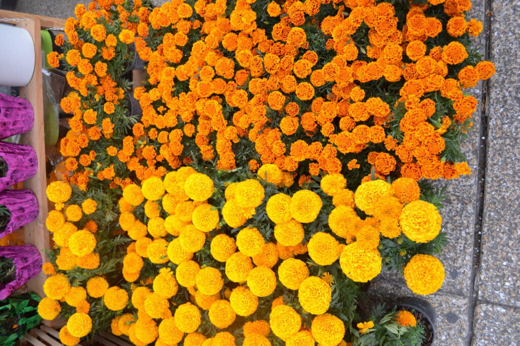 Llega Festival de las Flores de Cempasúchil 