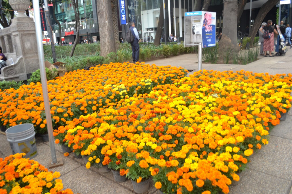 Llega Festival de las Flores de Cempasúchil 