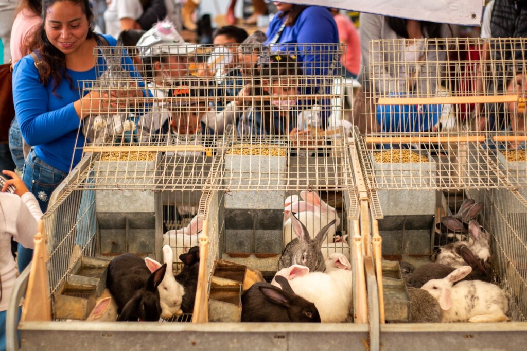 Feria Nacional de la Cultura Rural para las infancias  