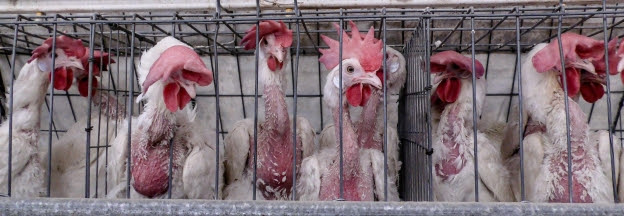 En México 9 de cada 10 gallinas son explotadas 