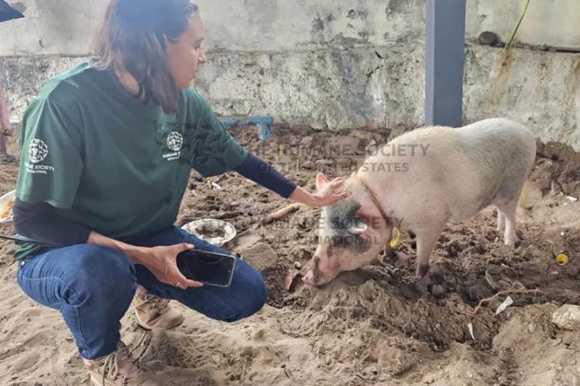 Brindan ayuda a animales en Guerrero por Huracán John