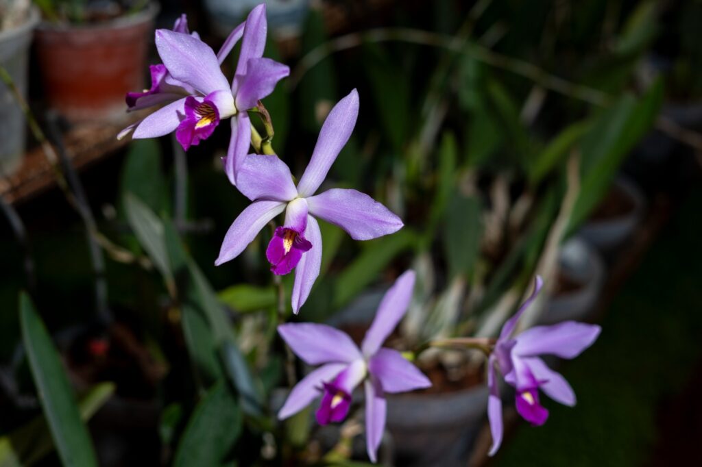 Orquideario Chapingo y su apuesta por la conservación 