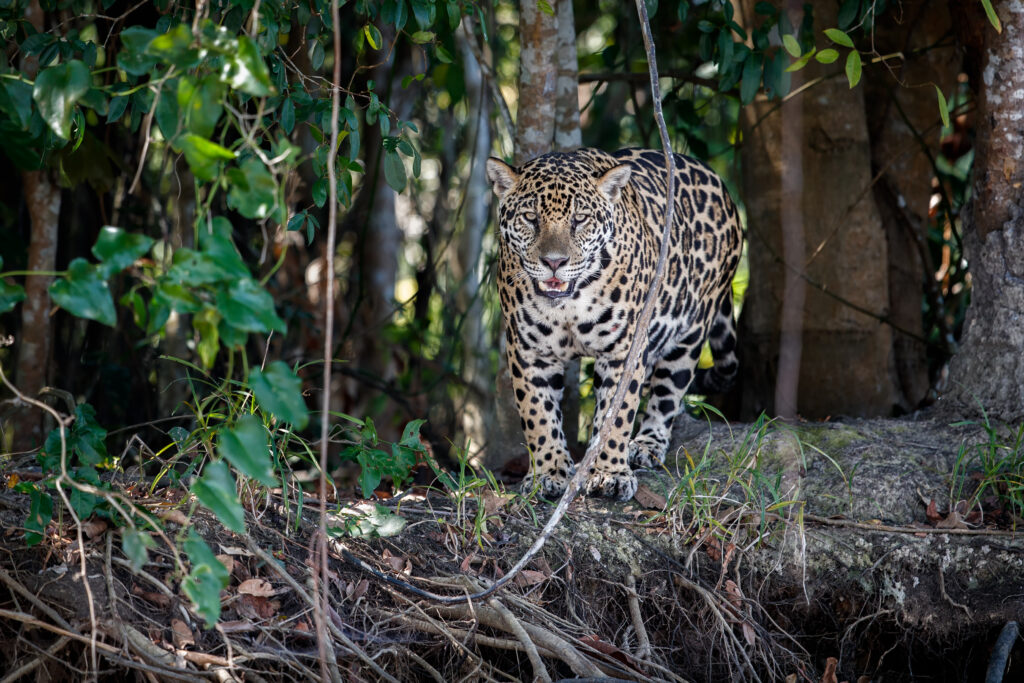 Día Mundial de la Conservación del Jaguar