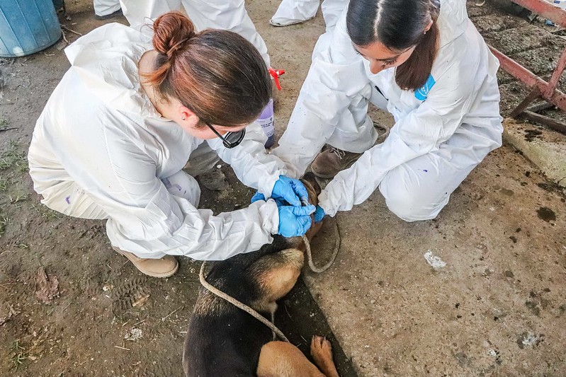 Mantienen acciones para prevenir gusano barrenador 