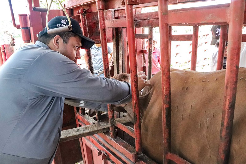 Mantienen acciones para prevenir gusano barrenador 