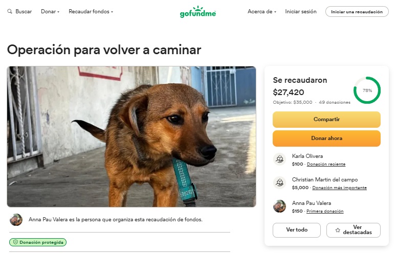 Rescatan a perrita atropellada en Tlalpan 