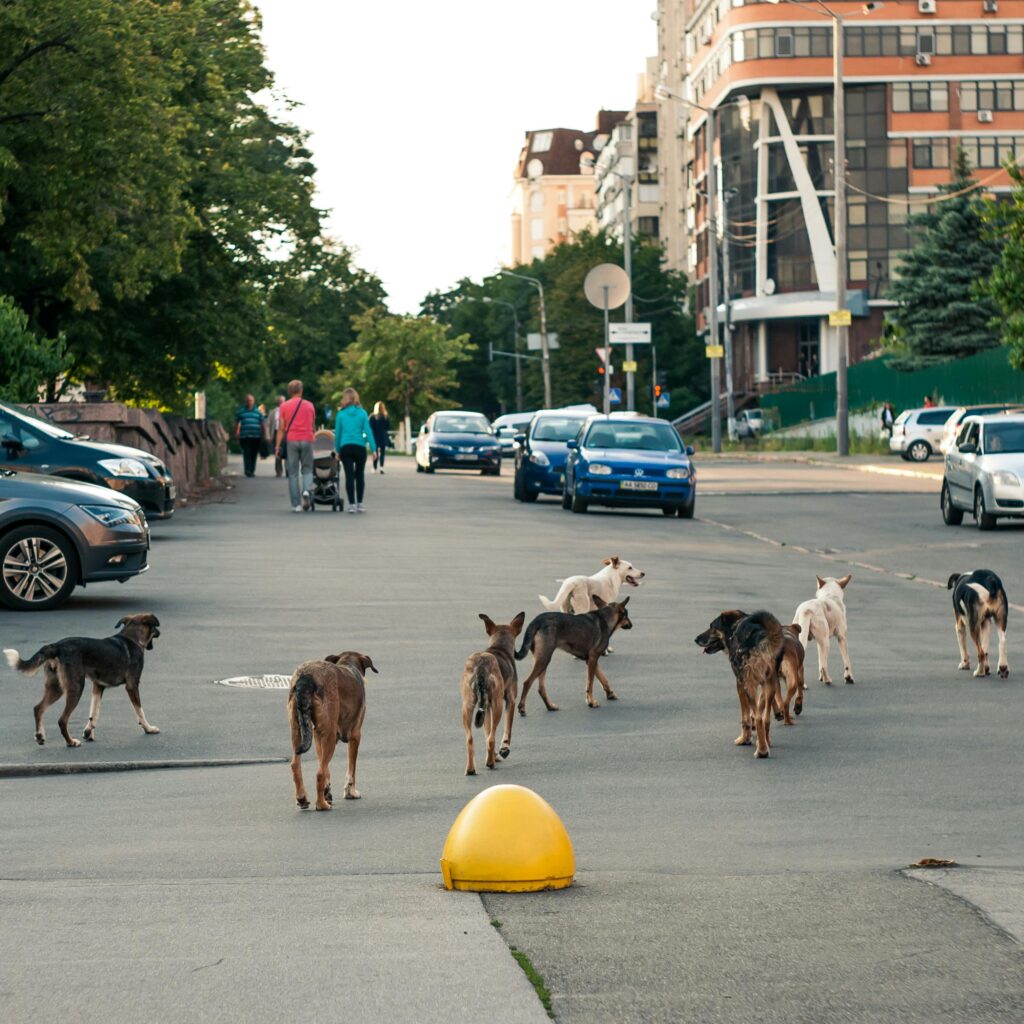 Transforma cenizas de mascotas en arte y salvará  perros 