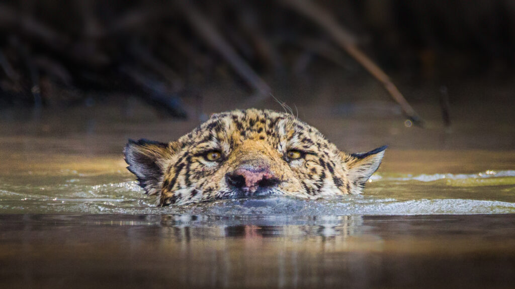 Denuncian a Sedena por daños a la fauna silvestre 