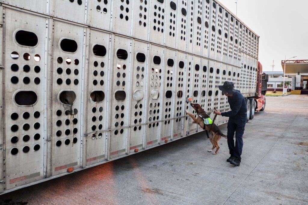 Incorporan a 13 nuevos binomios caninos 