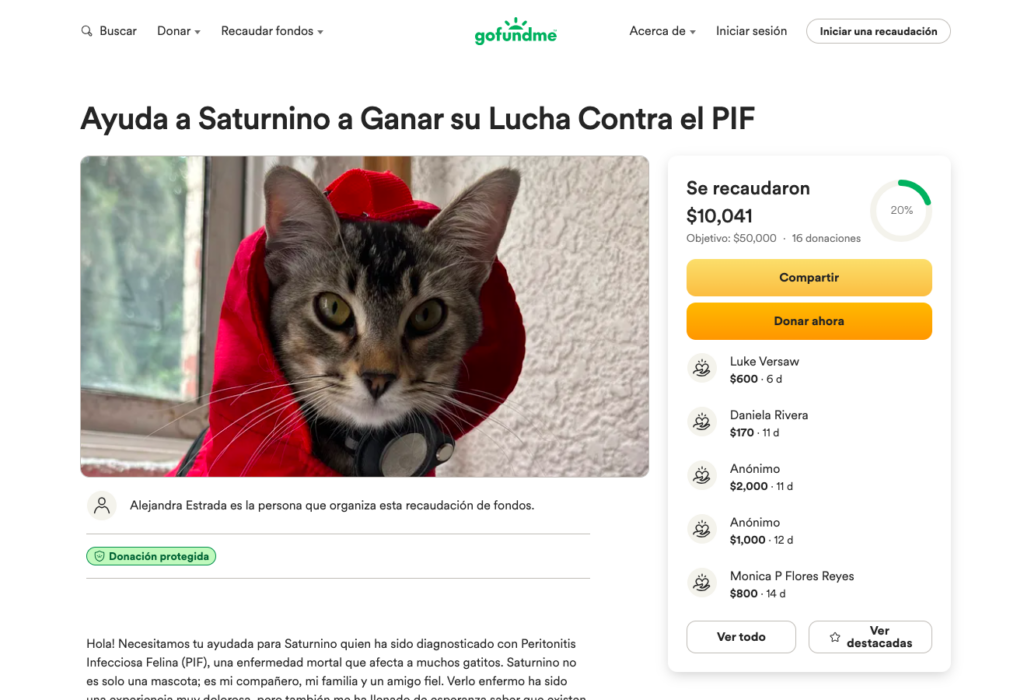 Ayuda al gato Saturnino a recuperarse de peritonitis felina