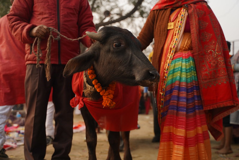 Exhiben sacrificio masivo en Festival Gadhimai 