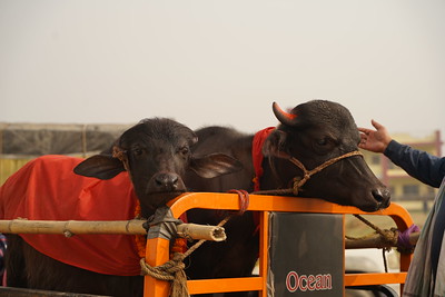 Exhiben sacrificio masivo en Festival Gadhimai 