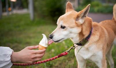 ¿Le das botanas a tu perro? Razones para pensarlo 