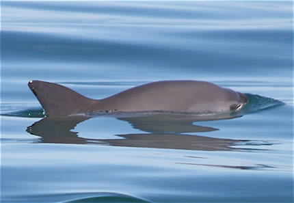 Vaquita marina: menos de 10 ejemplares sobreviven