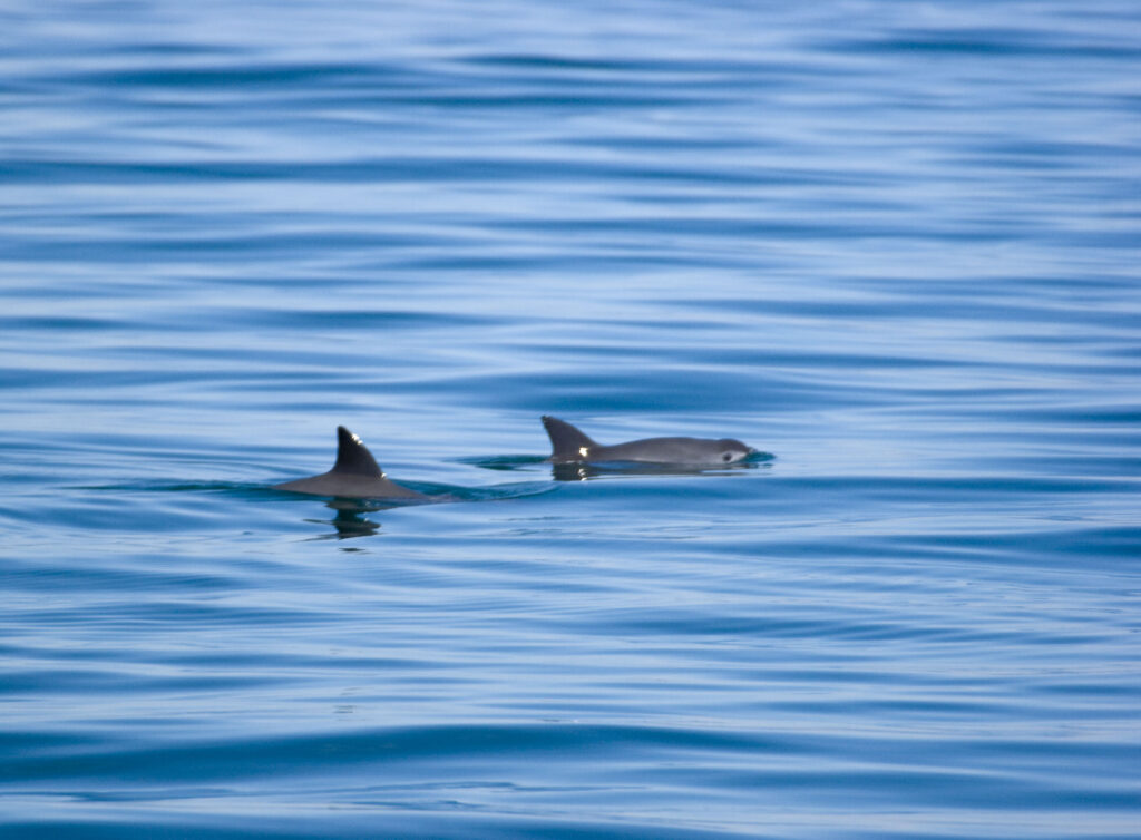 Aseguran proteger a la vaquita marina y la totoaba