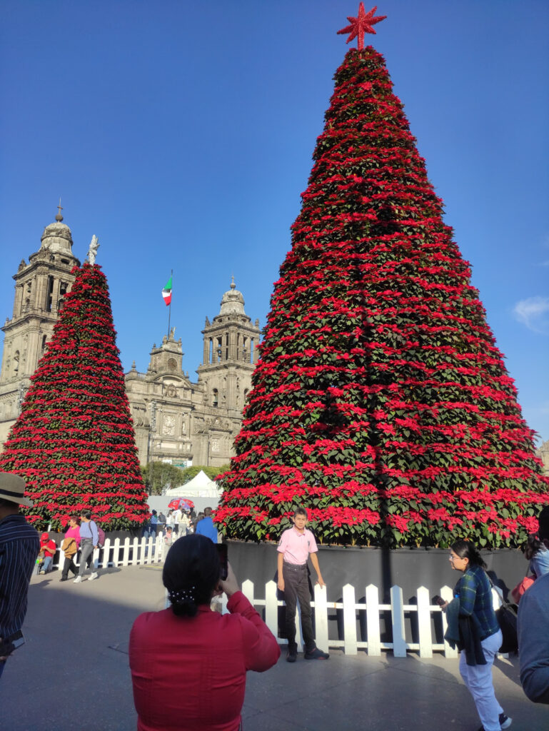 Árboles de nochebuena en verbena navideña del Zócalo